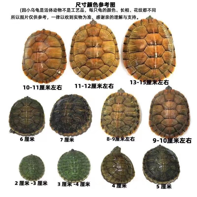 乌龟活物巴西龟活物情侣黄金龟宠物龟观赏龟大乌龟活体小乌龟龟苗 - 图1