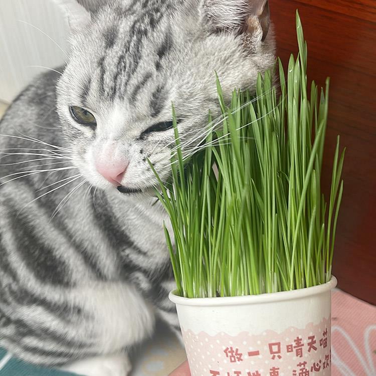 即食猫草盆栽排毛球已种好的纸杯新鲜麦草猫草催吐化毛球狗小麦草-图1