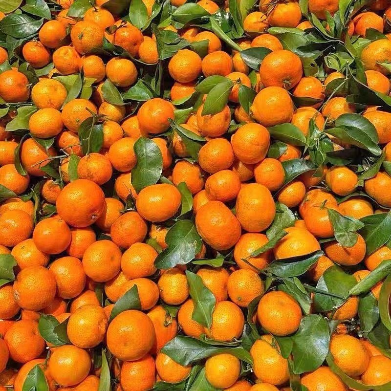 广西沃柑砂糖橘10斤新鲜水果橘子当季现摘现发,淘宝优惠券,粉丝福利购,淘宝优惠卷