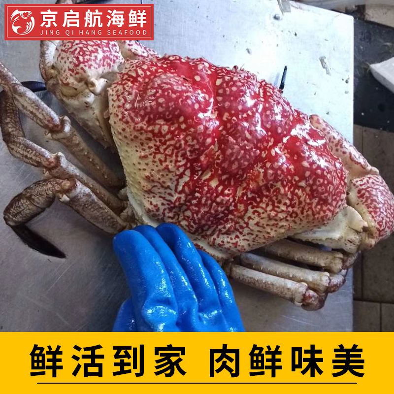 500g鲜活皇帝蟹北京闪送包活 特大澳洲巨大拟滨蟹帝王蟹4斤起拍 - 图1