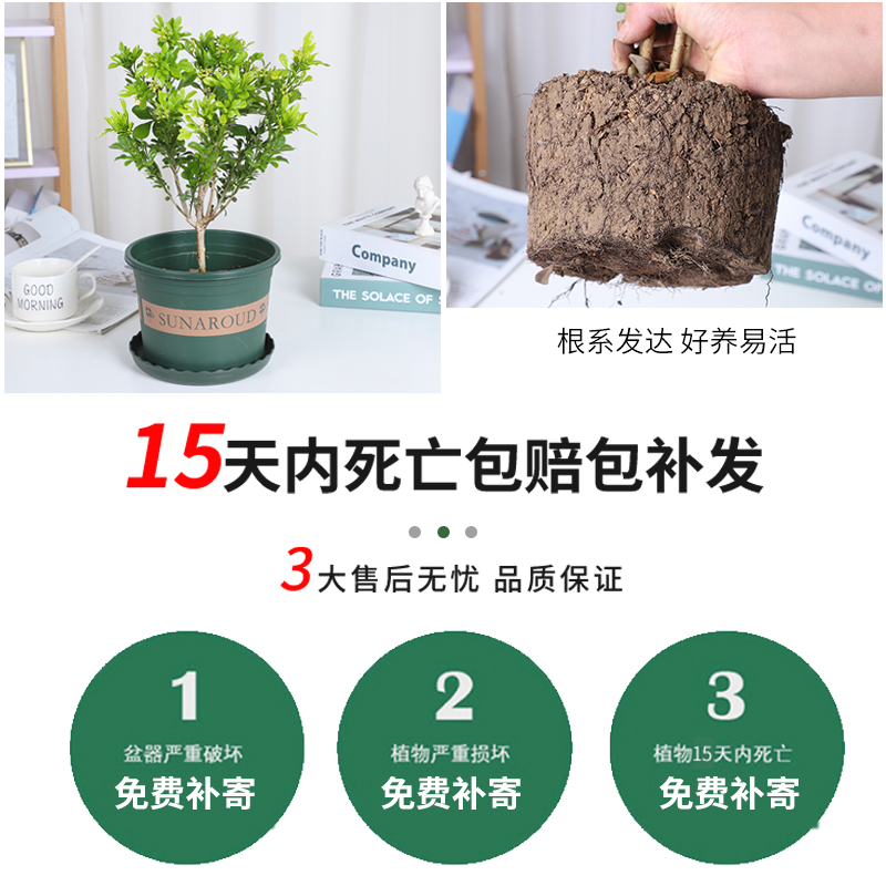 米兰花盆栽浓香型室内花卉绿植大四季开花独杆带花苞盆景净化空气 话权旗舰店 淘优券 米兰花盆栽浓香型室内花卉绿植大四季开花独杆带花苞盆景净化空气 话权旗舰店 淘优券