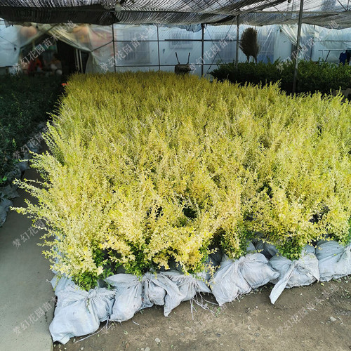亮晶女贞球树苗棒棒糖树球型植物造型树庭院花境色块亮金女贞小苗 - 图0