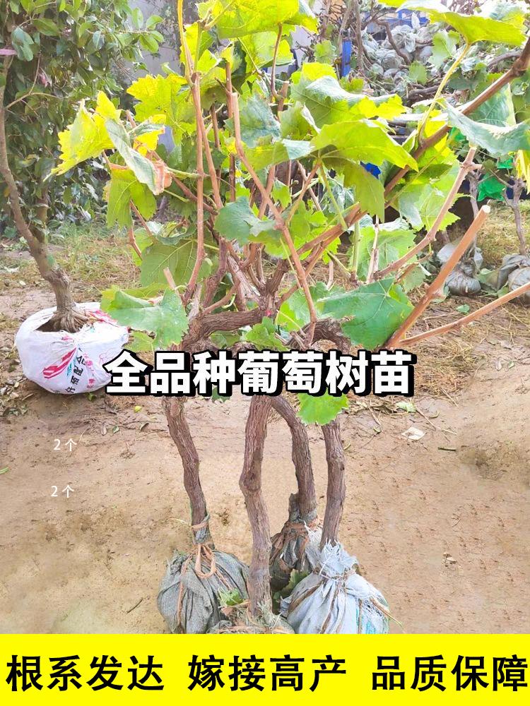 阳光玫瑰葡萄树苖无籽蓝宝石巨峰葡萄盆栽地栽种植庭院老桩果树苗 - 图1