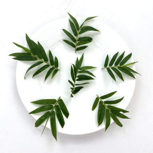 新鲜细叶竹 小竹叶 凤尾竹20片 西餐日料冷菜摆盘烘焙点缀装饰 - 图0