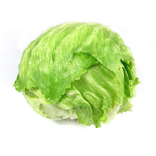 球生菜500g 西生菜新鲜球包菜汉堡包蔬菜西餐沙拉食材 5件包邮 - 图3