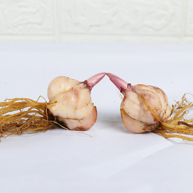 颗香水百合花种球带花芽四季开花易活好养花卉盆栽植物室内 元 9.9 7 颗香水百合花种球带花芽四季开花易活好养花卉盆栽植物室内 元 9.9 7