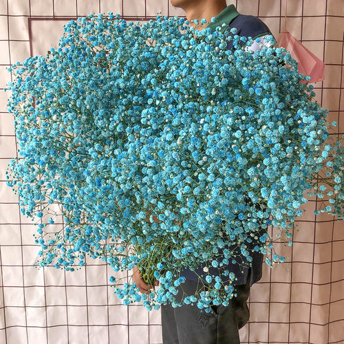 满天星2斤超大束干花花束勿忘我家用客厅家居摆件生日鲜花装饰 - 图2