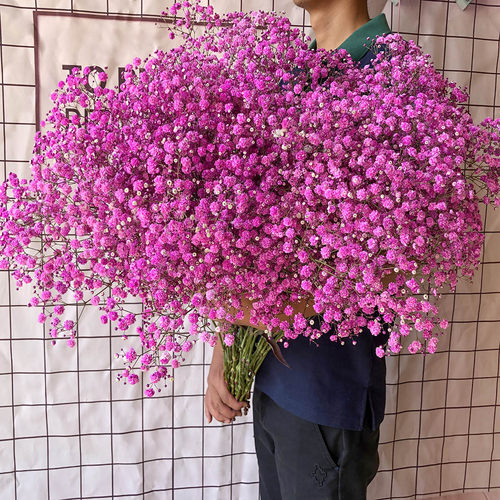 满天星2斤超大束干花花束勿忘我家用客厅家居摆件生日鲜花装饰 - 图1