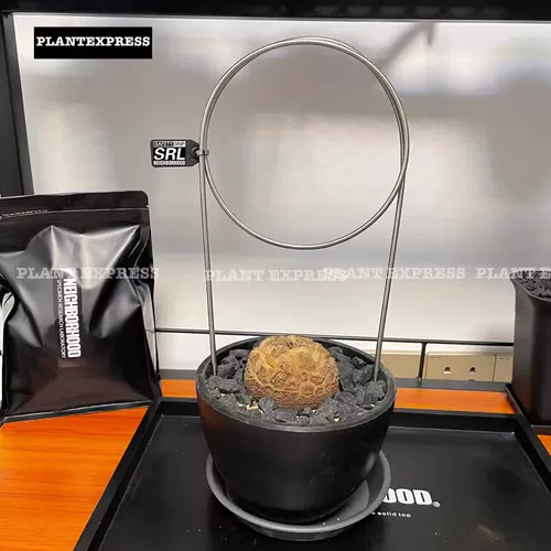 NBHD Кругковая металлическая черепаха из нержавеющей стали Шелон скалола на лок