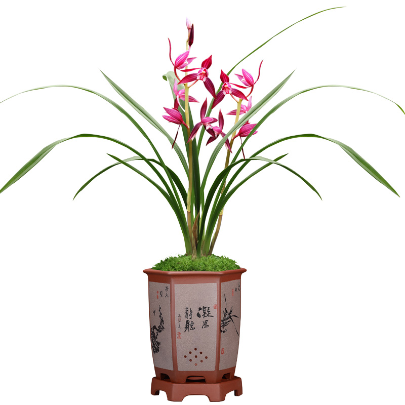 室内盆栽兰花花卉兰花苗墨兰秋榜喜洋洋客厅植物室内兰草