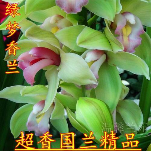 超香兰花 佳人香兰 室内盆栽花卉绿植 - 图3