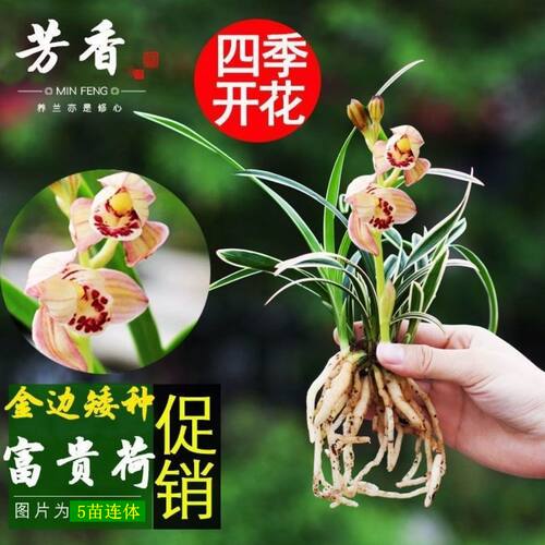 浓香型四季兰 金边矮种兰花苗兰花盆栽阳台花卉 - 图0