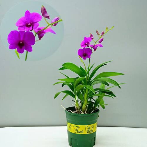 红泼墨石斛 梦香文心兰 室内盆栽花卉绿植净化空气水培植物 - 图3