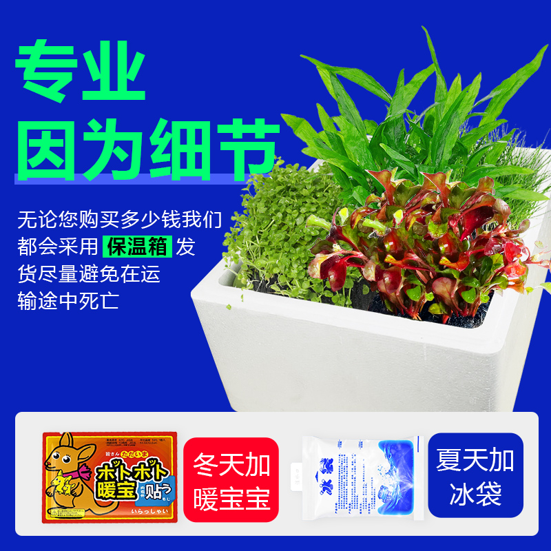鱼缸水草植物大坨草增氧阴性增氧淡水新手懒人水榕造景水培坨草
