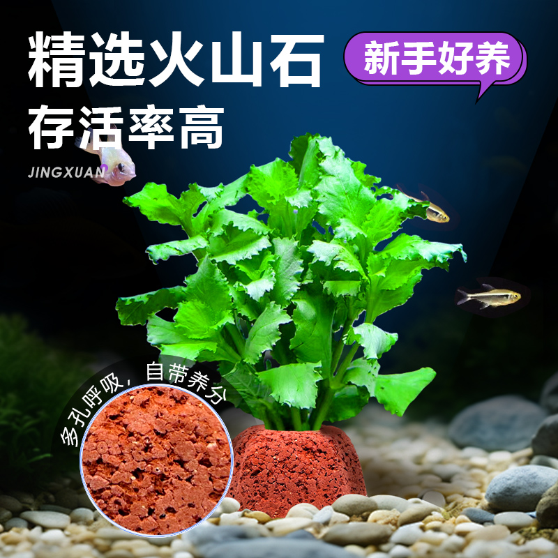 火山石水草植物鱼缸造景水培阴性蜈蚣草绿菊真草摆件水族箱全套餐