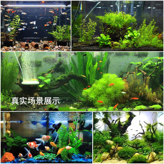 Mini Green Nine Crown Novice Aquatic Plant Negative Lazy People Easy to Live