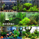 Mini Green Nine Crown Novice Aquatic Plant Negative Lazy People Easy to Live