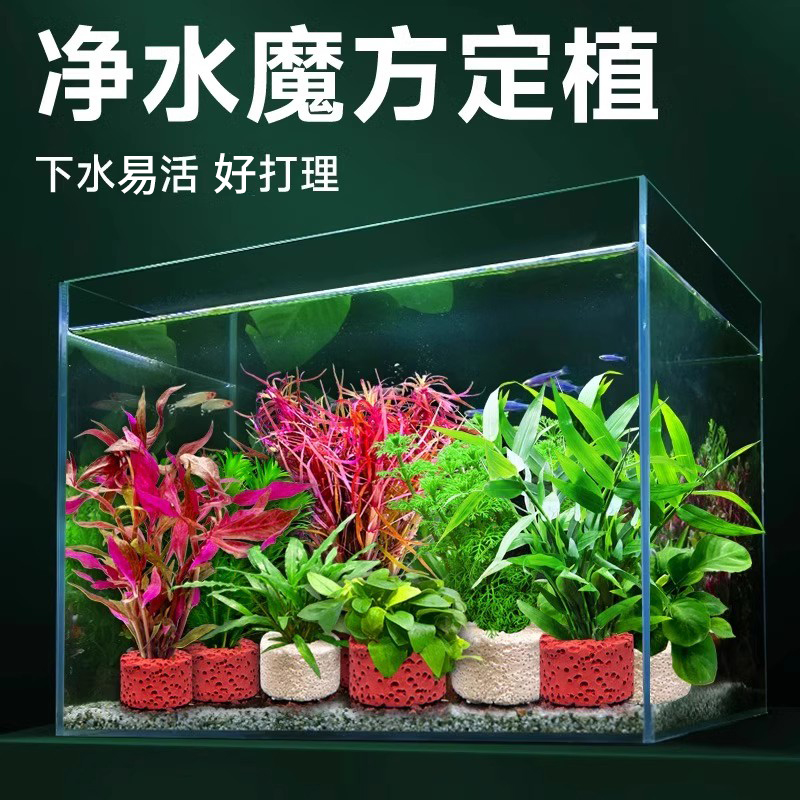 鱼缸水草植物真草火山石造景蜈蚣草绿菊增氧净化水质新小鱼缸套餐