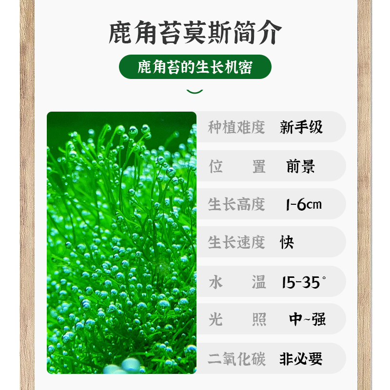 鹿角苔莫斯水草增氧鱼缸造景植物淡水冒泡慕斯片定植阴性前景草坪 - 图2