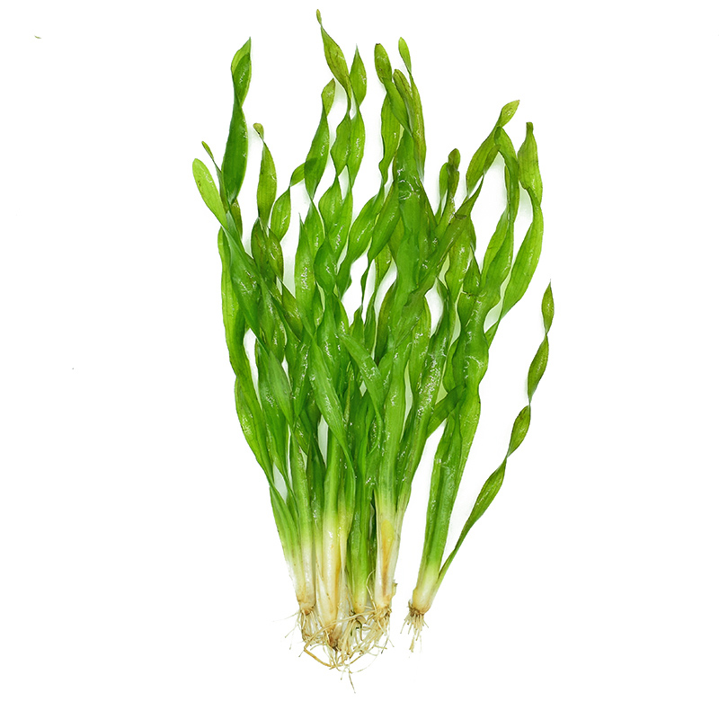 水兰水草大小水兰扭兰龙舌兰细叶水韭菜阴性前后景新手鱼缸造景