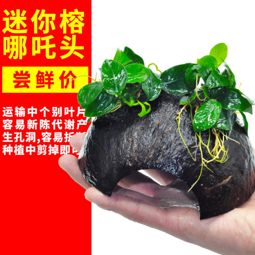 椰壳水草水草躲避屋懒人沉木水草鱼缸植物草缸造景真水草后景阴性 - 图3