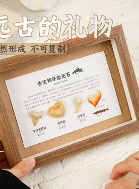 远古生物鲨鱼牙齿化石相框装饰品