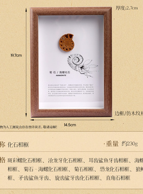 古生物化石标本相框装饰科普摆件
