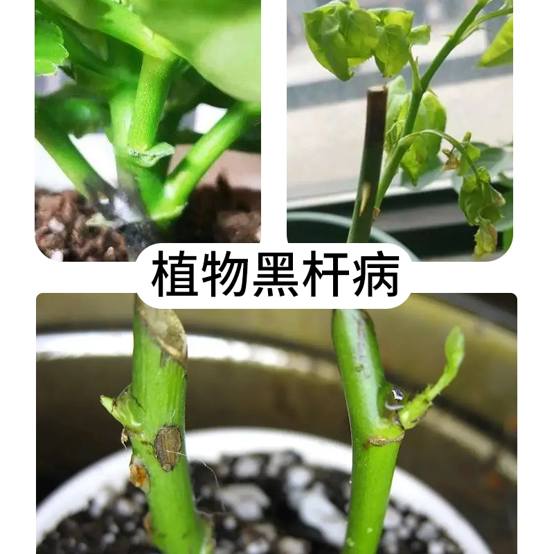 植物黑杆病专用辛菌胺干腐病腐烂病溃疡病树干流胶腐烂杀菌剂农药 - 图2