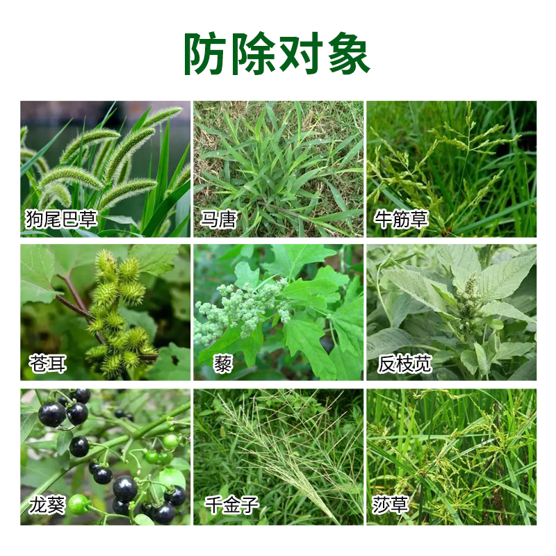 坪安三叶草专用除草剂套装三叶乐星玥白三叶草坪里防除多种杂草 - 图1