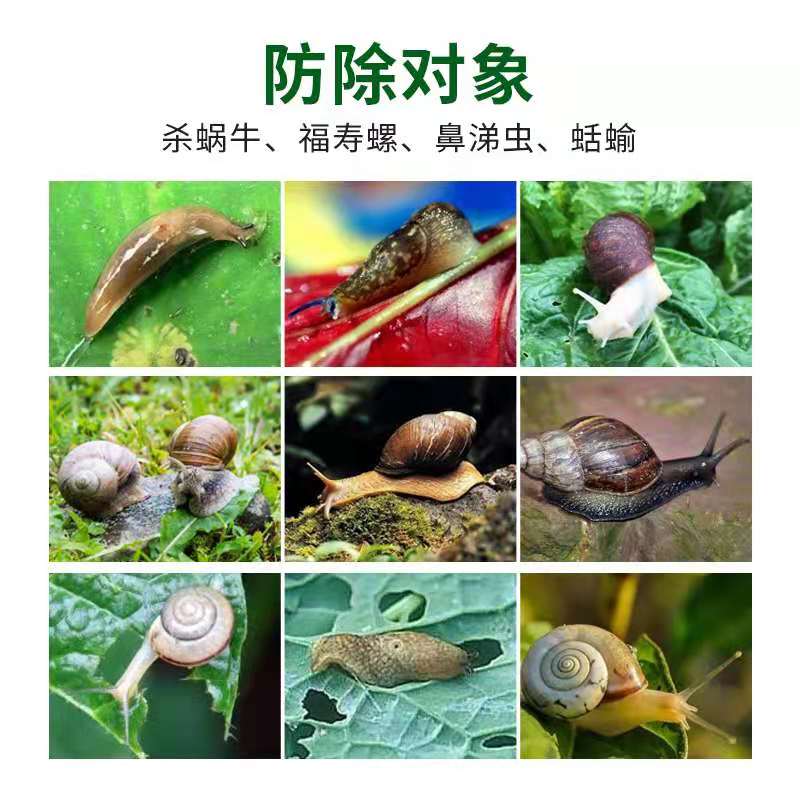 蜗牛药四聚乙醛液体喷施型鼻涕虫螺丝福寿螺蛞蝓软体虫害杀虫剂药 - 图0