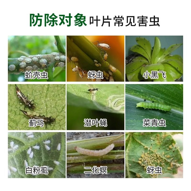 吡虫啉颗粒剂土壤害虫花卉多肉月季蚧壳虫蚜虫腻虫蓟马介壳虫花药,淘宝优惠券,粉丝福利购,淘宝优惠卷