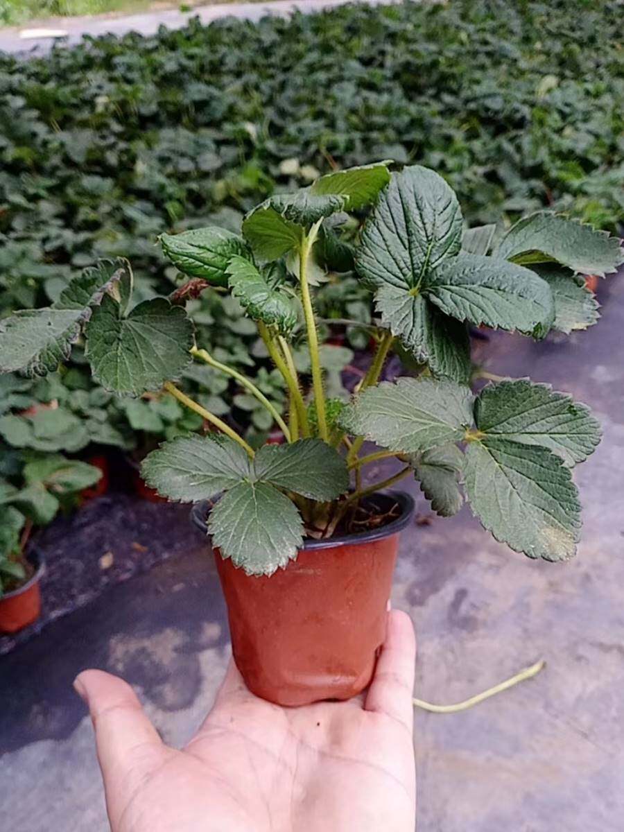 四季盆栽草莓苗室外北方地栽南方阳台草莓盆栽带盆带土当年结果树