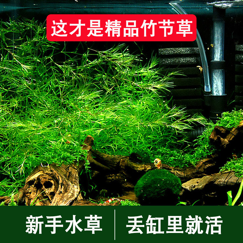 竹节草水草带根印度小竹节新手水生植物水培鱼缸造景沉木水草真草 - 图0