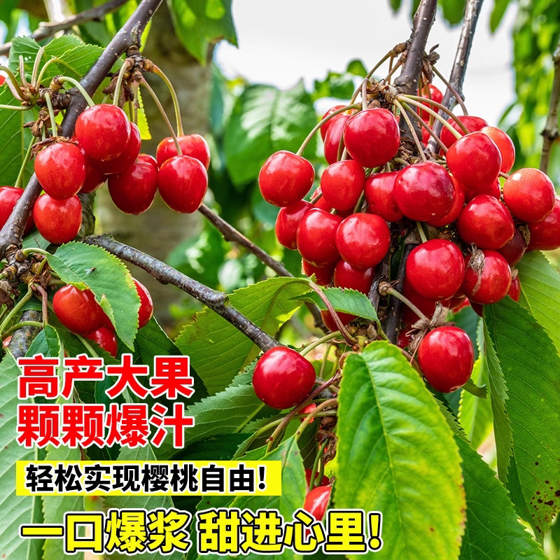 车厘子树苗盆栽地栽樱桃树果苗南北方种植当年结果樱桃树大樱桃苗,淘宝优惠券,粉丝福利购,淘宝优惠卷