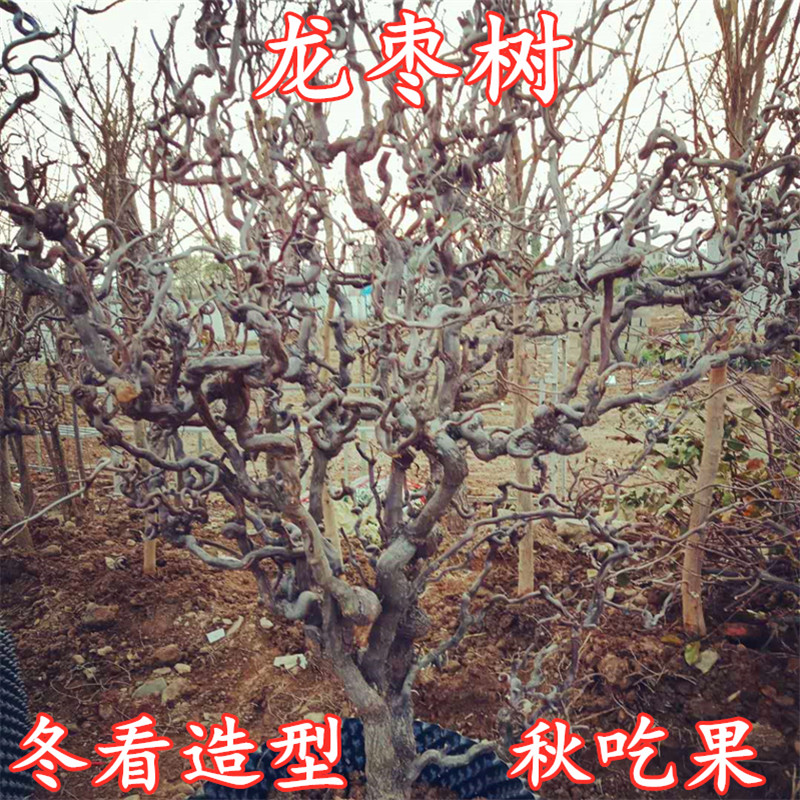 龙须枣树苗 庭院南北方种植盆栽地栽龙爪盘龙枣造型古树当年结果 - 图3