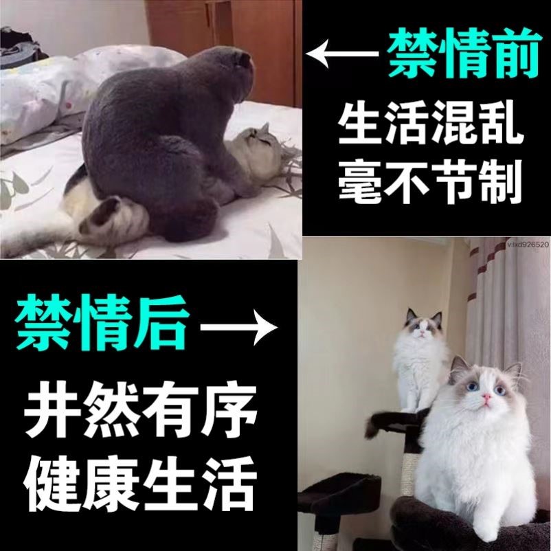 猫咪绝育药【晚上不在叫】公母猫发情期防猫闹嚎叫乱尿禁情欲喷雾-图1