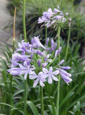 百子莲根茎多年生种球种植百合
