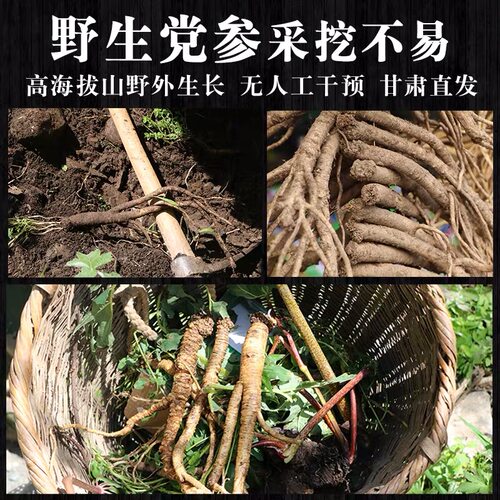 野生党参500g克特级干货纹党叁条甘肃中药材当参片旗舰店正品煲汤 - 图0