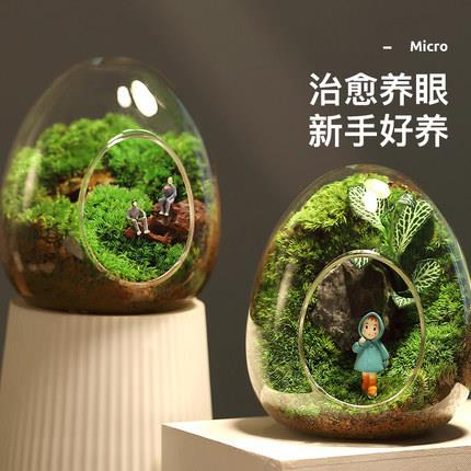 微景观斜口玻璃花瓶苔藓多肉DIY生态瓶水晶玻璃家居饰品 - 图2