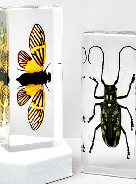 源头供应儿童节树脂滴胶昆虫标本真实蝎子蜈蚣桌面工艺品摆件