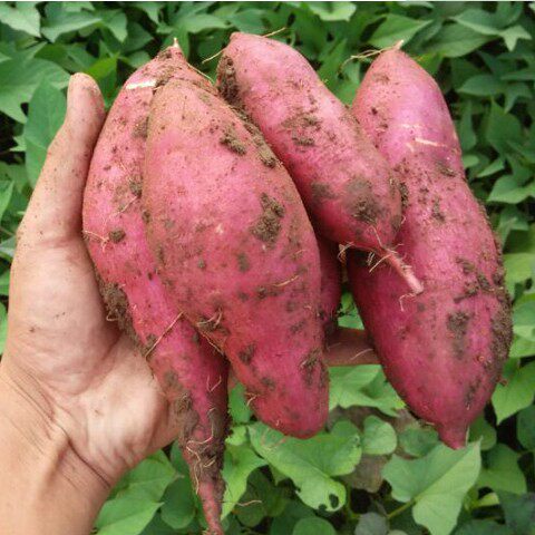 新鲜红心蜜薯10斤农家自种沙地山芋 祝岗食品番薯