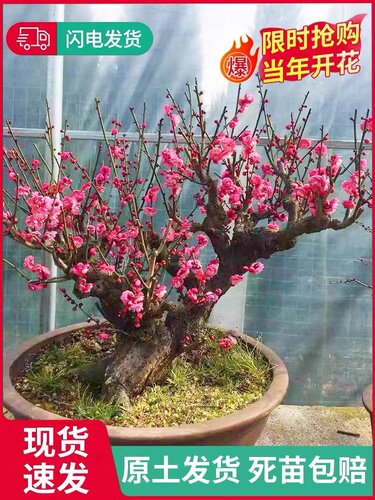 耐寒梅花盆栽原生骨里红树梅苗绿梅盆景庭院阳台植物老桩腊梅花苗 - 图0
