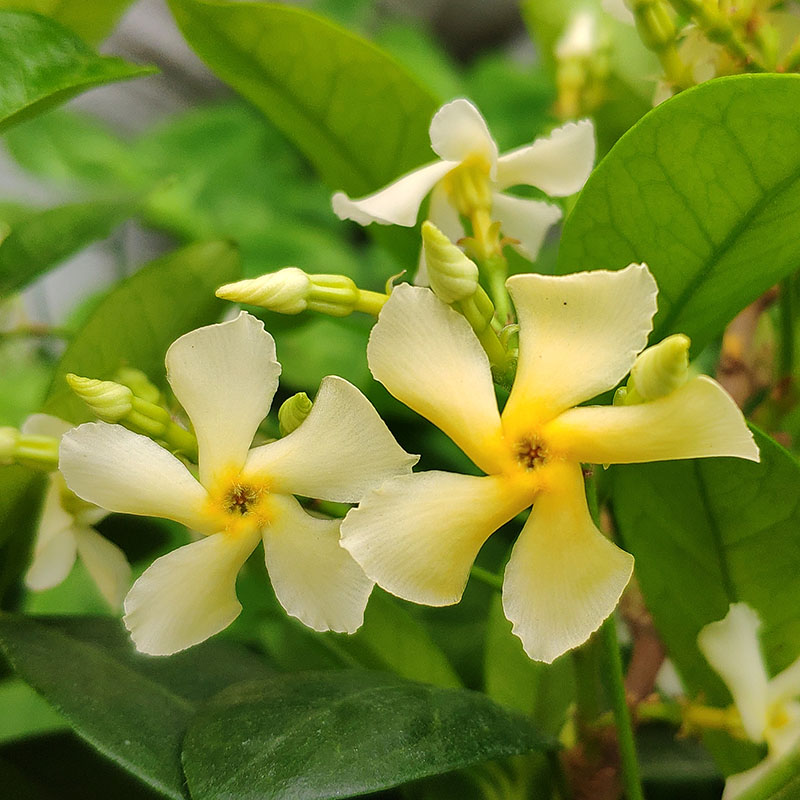 四季开花小叶黄色风车茉莉花苗阳台爬藤浓香托斯卡纳络石藤耐寒 - 图0