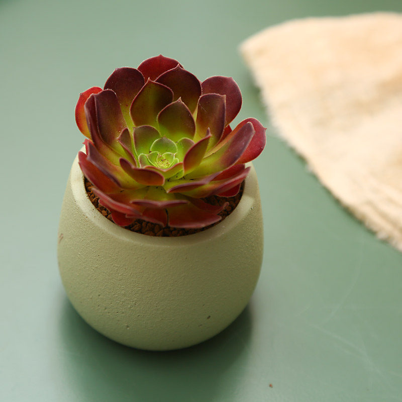 荷兰圆叶法师多肉植物室内阳台花卉绿植肉肉盆栽室内花卉盆栽大颗