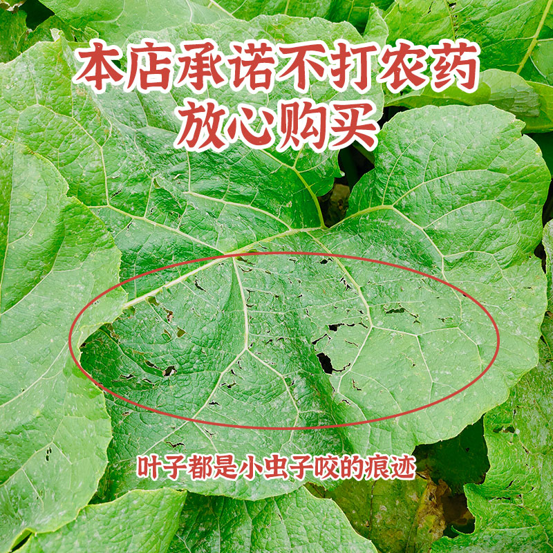 2023年现挖生鲜牛蒡根5斤包邮徐州特产黄金牛蒡根牛蒡茶新鲜牛膀