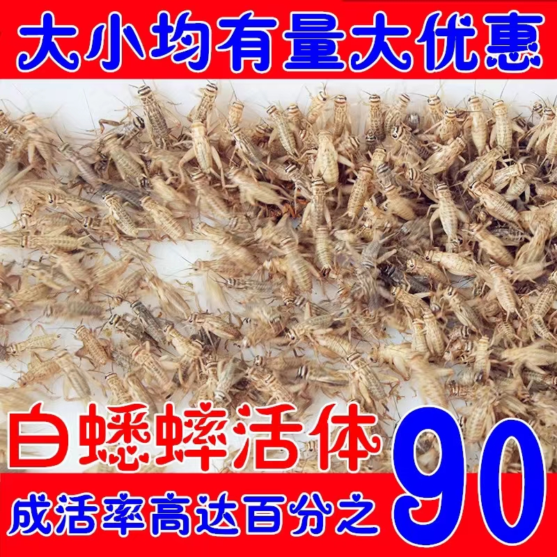 油葫芦 白蟋蟀 蛐蛐 活物  画眉 鸟 守宫 蜘蛛 龙鱼活食活体 饲料 - 图0