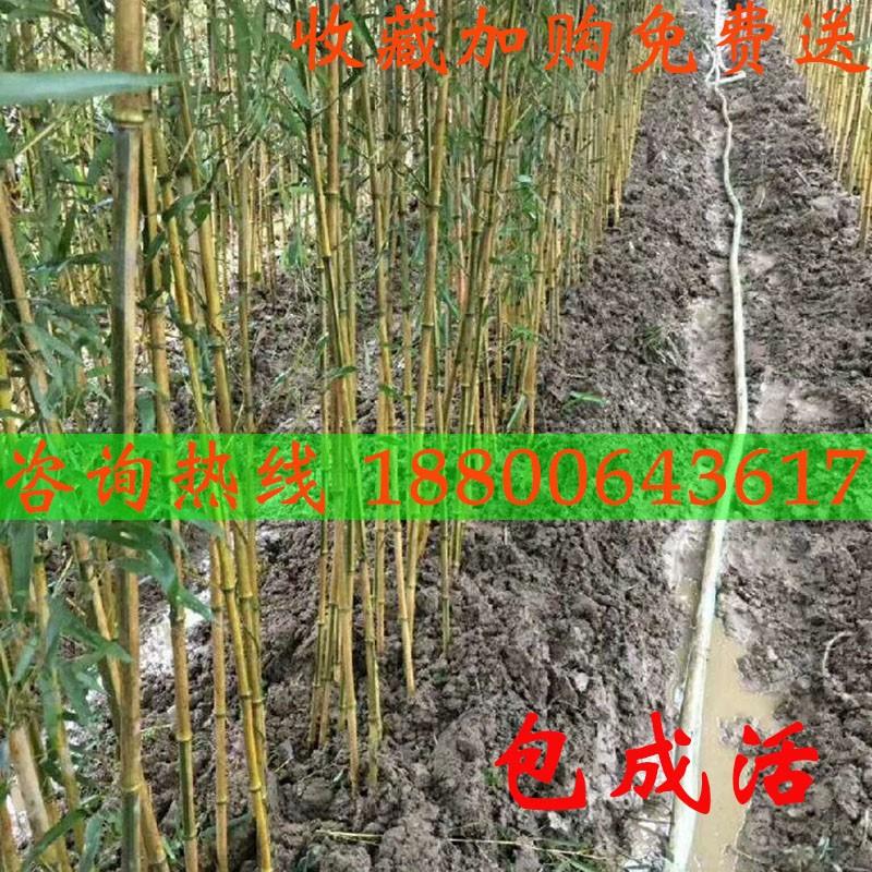 竹子苗庭院四季常绿耐植物大竹型毛紫黄EHN金竹青竹竹苗罗寒汉竹 - 图0