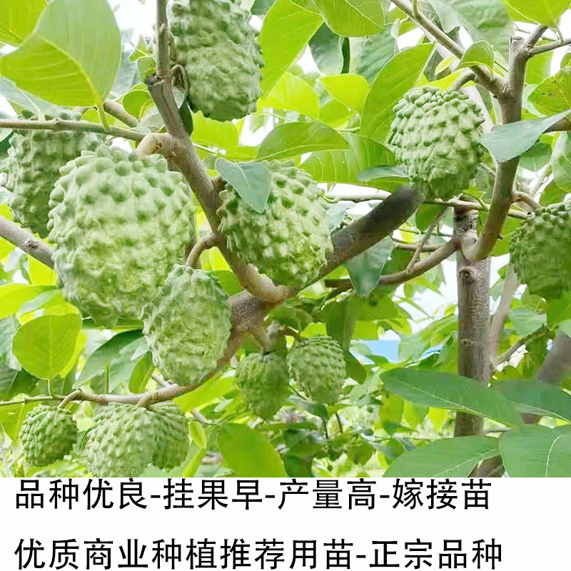 释迦果苗树嫁接台湾凤梨释迦南方种植牛奶番荔枝水果苗木庭院果树 - 图0