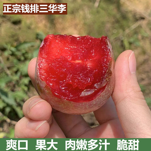 钱排银妃三华李树苗特大树水果苗红心李子树苗果树带土发货盆地栽 - 图1
