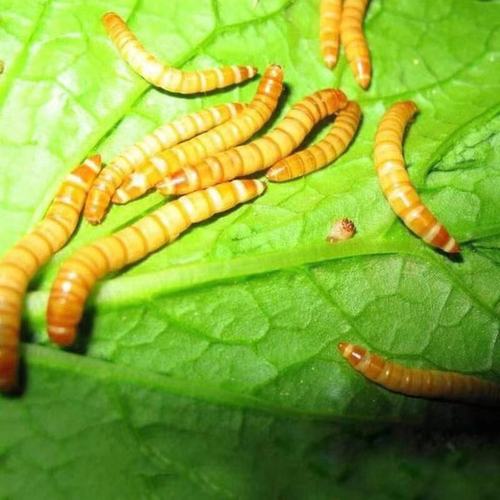 面包虫活体黄粉虫活虫鹦鹉鱼金龙鱼乌龟画眉鸟石蛙饲料包邮